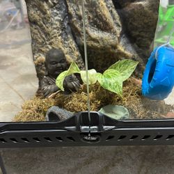 12x12x12 Exo Terra Enclosure 