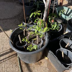 Ciruela Hog Plum Jocote