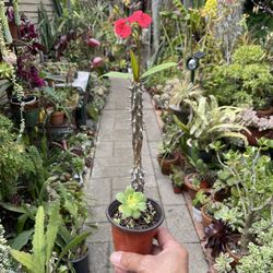 Crown of Thorns Succulents