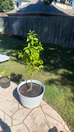 Blood orange tree