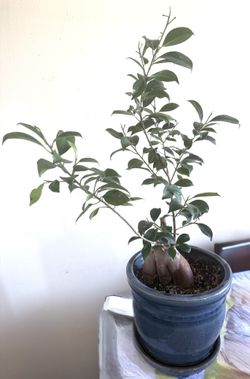 Pot belly fig  Bonsai Tree In A Medium Ceramic Blue Pot