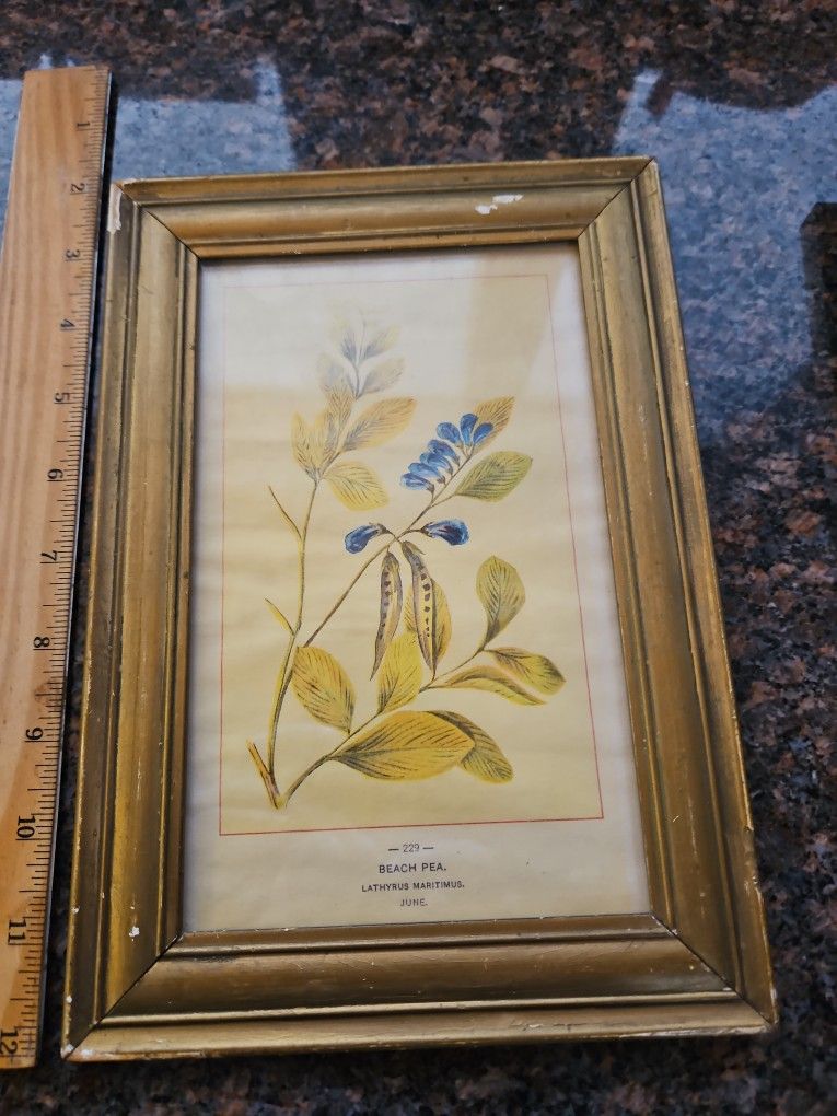 Old Beach Pea Tree Print