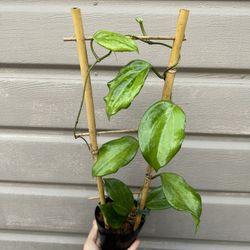 5” hoya merrillii