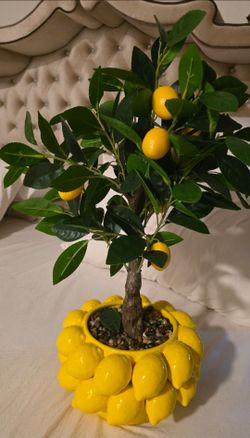 Brand New Martha Stewart Lemon Ficus Tree