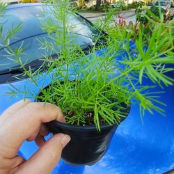 Asparagus Fern Houseplant 