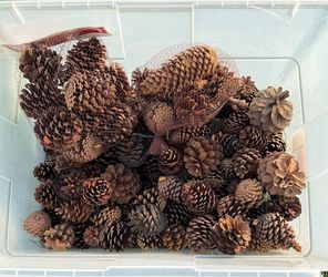 Lot of Natural Pine Cones
