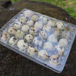 Farm Fresh Quail Eggs