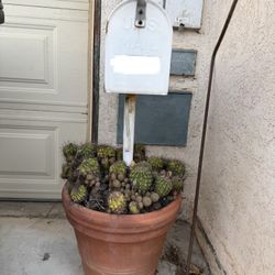 Mailbox In Cactus Pot