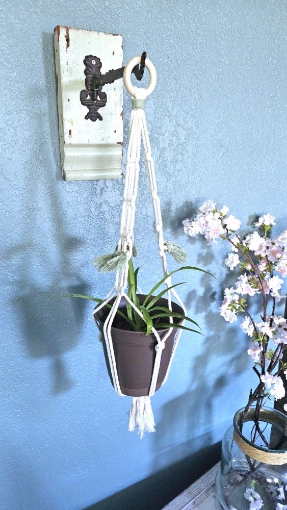 Home Grown Spider Plant In Brown Plastic Flower Pot With Handmade Macrame Hanger