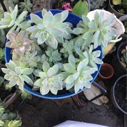 Succulents 