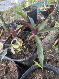Purple Oyster Plants