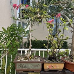 Crape Myrtle Bonsai