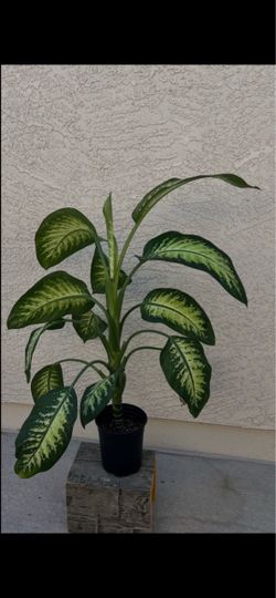 Dieffenbachia Compacta Topical Snow Live Plant