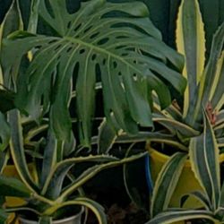 Beautiful Agave Plants 