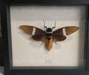 Giant Jewel Cicada Framed Specimen