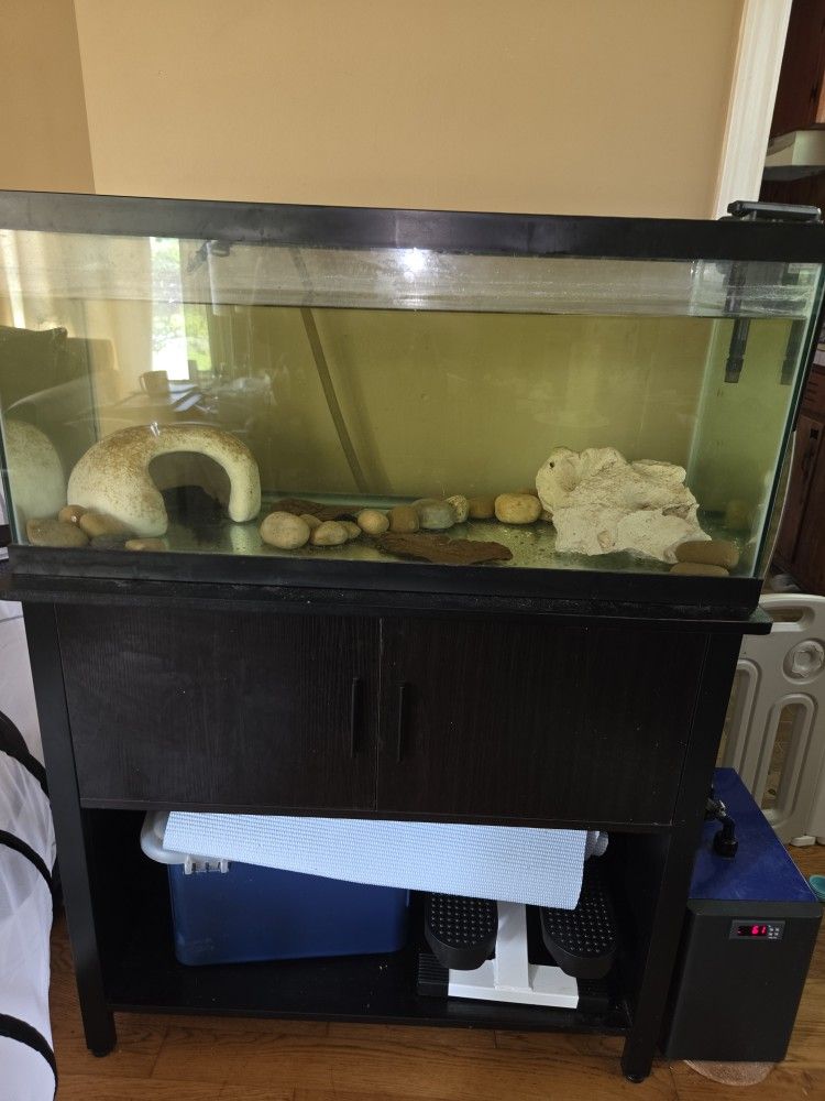 Axolotl With Setup Included