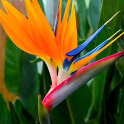 Bird Of Paradise Plant 