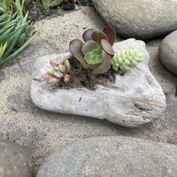Small Driftwood Succulent Display