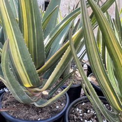 Hercules Aloe VARIEGATED and REG