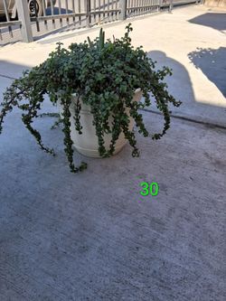 Plantas