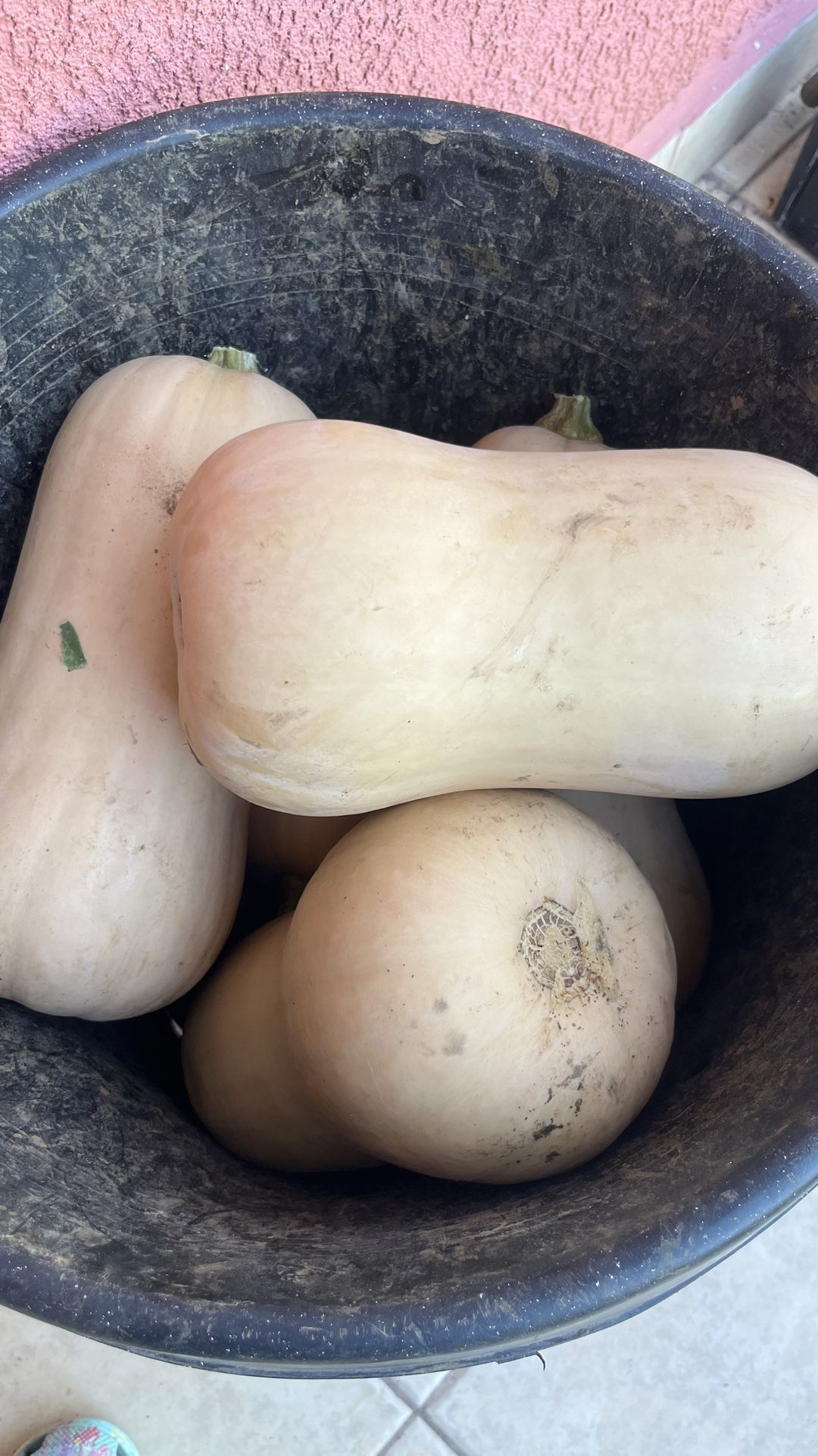 Pumpkin Winter Squash