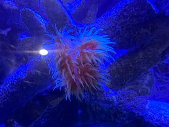 Dendro aquarium decorations
