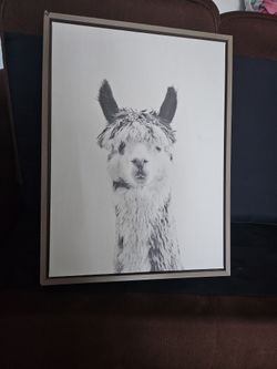 Llama Picture 