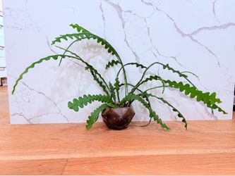 Cactus zigzag (Fishbone cactus)