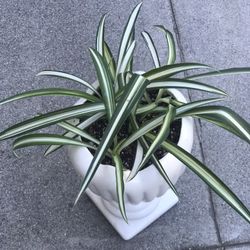 $6  Spider plant