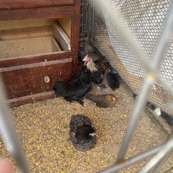 Beautiful Flock Mist Go To Good Home  All