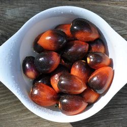 Midnight Roma Tomato Plant