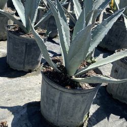 Blue Agave - 3 Gallons For $25