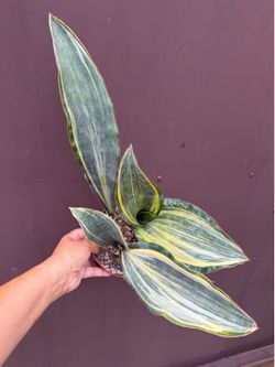 6” Variegated Sansiveria whale fin