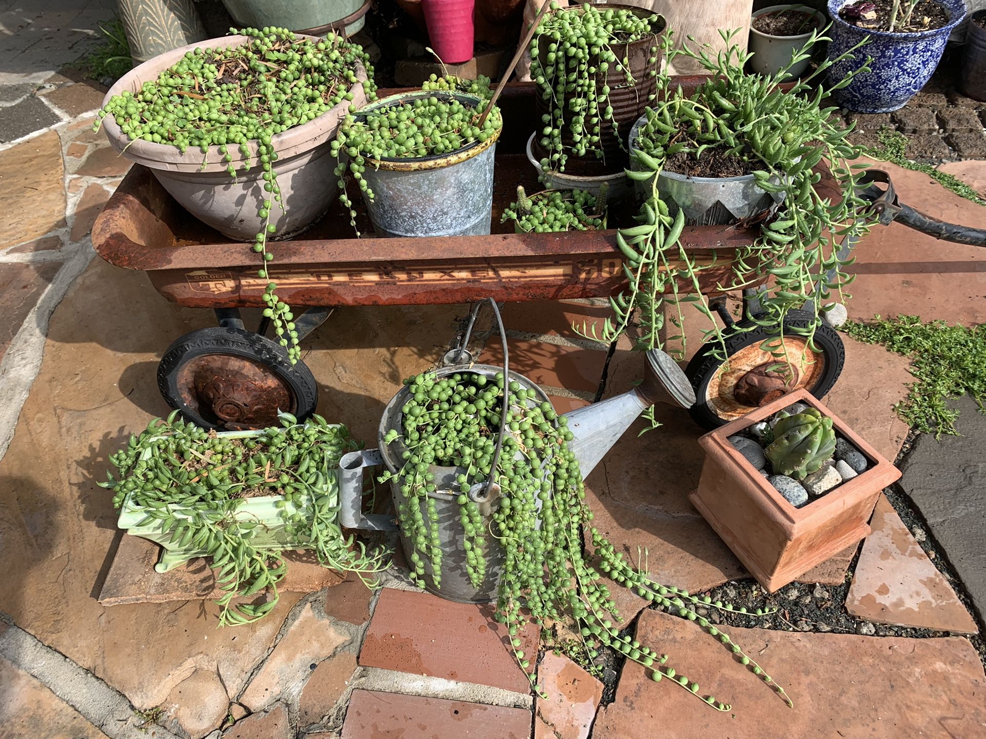 Plants From $10 To $25 Each.