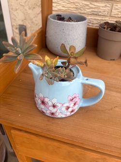 Succulent