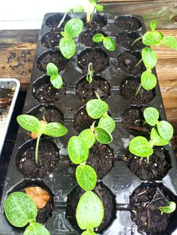 Pumpkin seedlings $1each