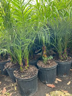 Pygmy date Palm trees