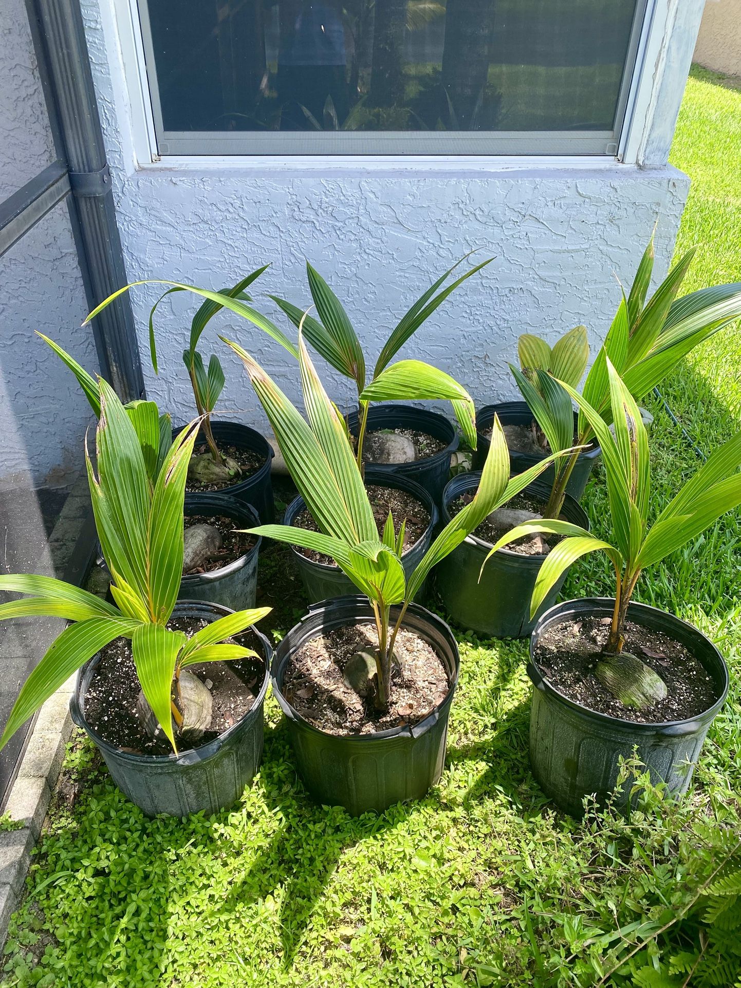 Dwarf Malayan Coconut Palm Trees