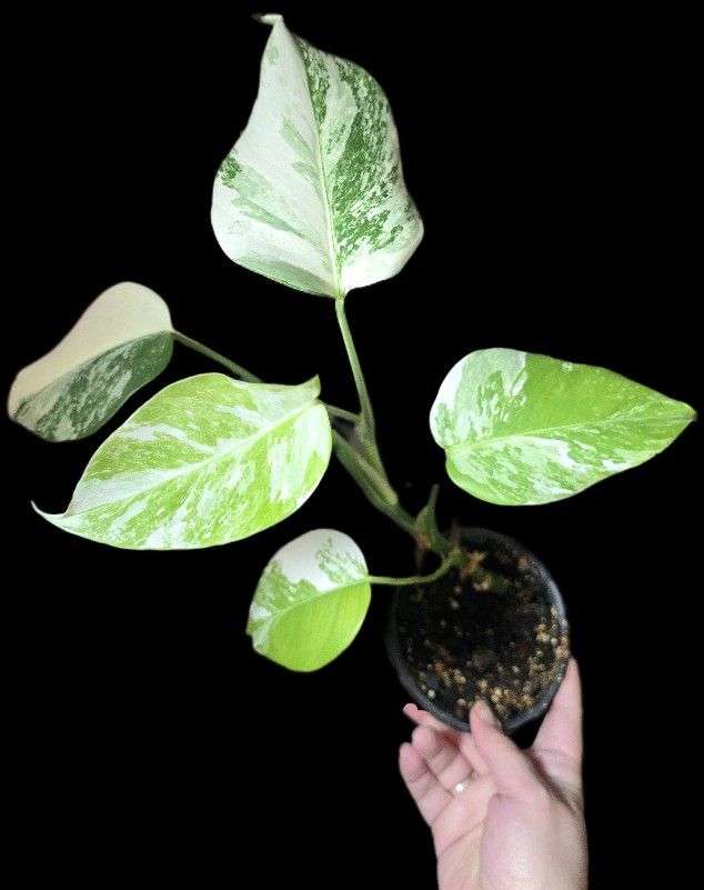 Variegated Monstera Albo Deliciosa 