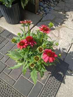 Red Echinacia Cone Flower