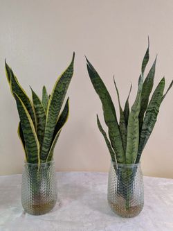 🌿✨ PREMIUM HYDROPONIC SNAKE PLANT COLLECTION ✨🌿