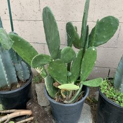 Prickly Pear Cactus Optunia 