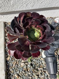 Succulent Flower Plant