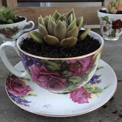Large Tea Cup Succulent