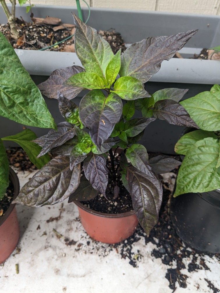 PEPPER PLANTS! Vietnamese Devil Pepper Rare!