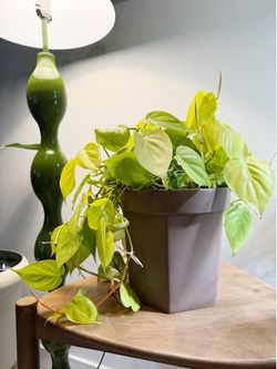 Plant