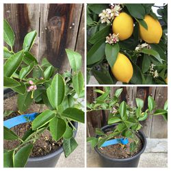Fruiting and flowering Dwarf Improved Meyer Lemon Tree 5 Gallon Pot