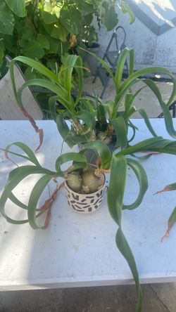 Plant