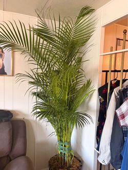 2 Areca plants