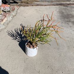 Pencil Cactus In White Ceramic Pot 